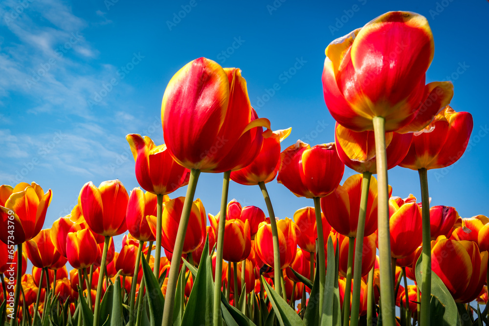 Fototapeta premium red and yellow tulips field