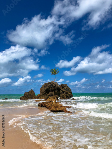 Palm tree in a rock. Famous tree in Tambaba beach, Paraíba, brasil photo