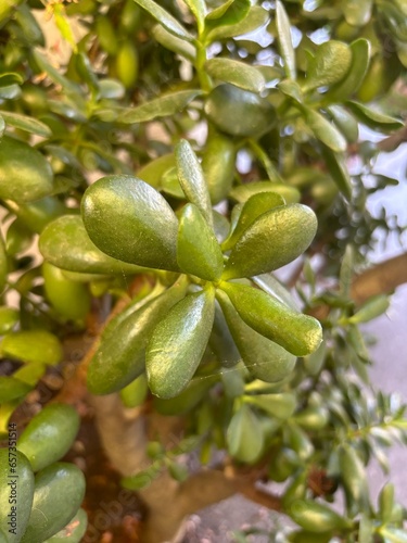 Wallpaper Mural close up of a plant Torontodigital.ca