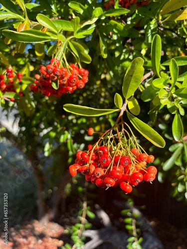 red and yellow flowers