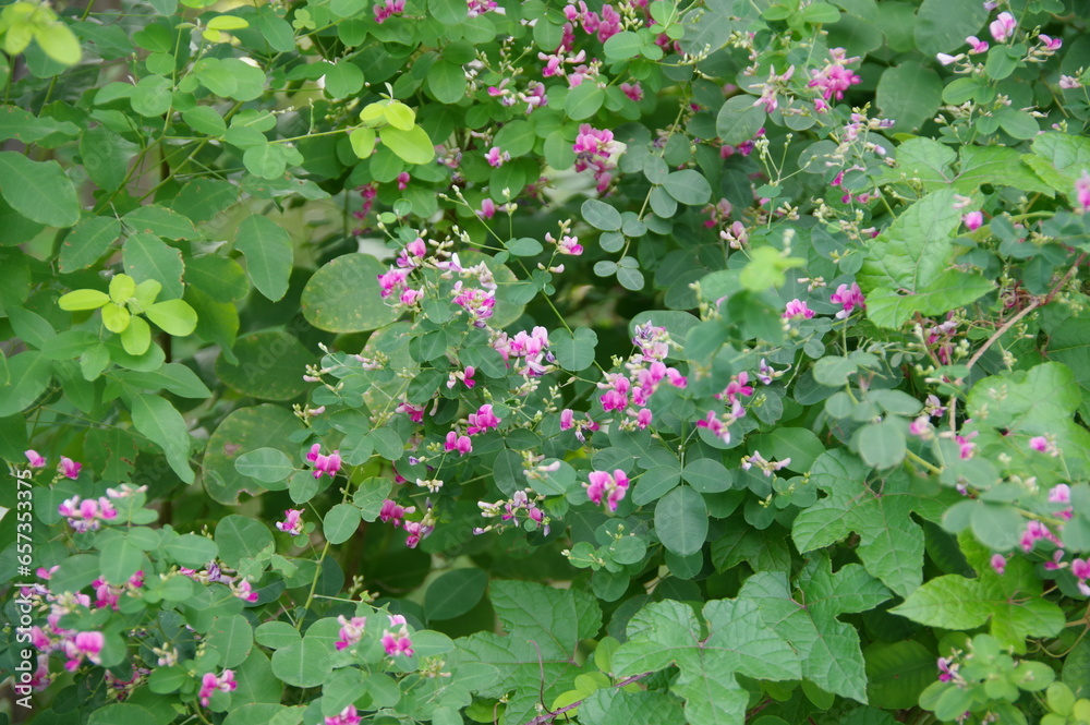 Obraz premium ハギ