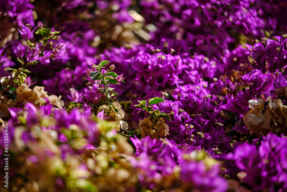 Obraz premium field of lavender