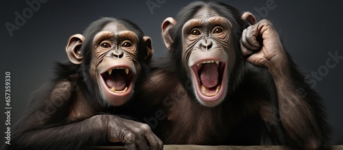Chimpanzees enjoy themselves © 2rogan