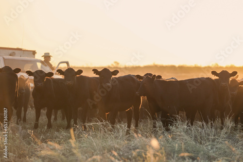 Foto angus cows in sunrise