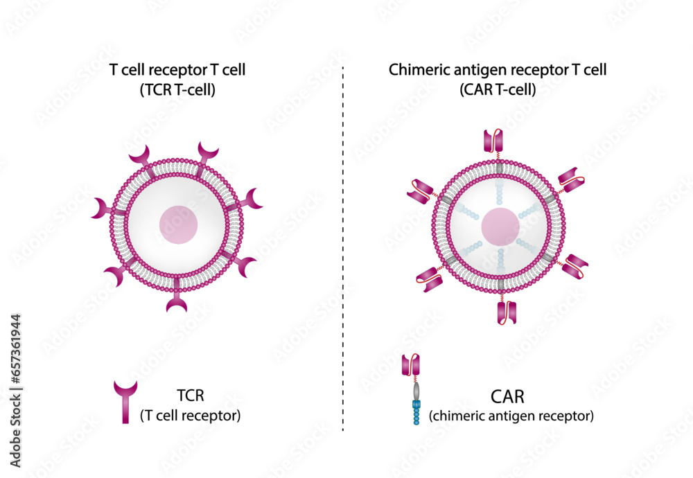 t cell receptor therapy