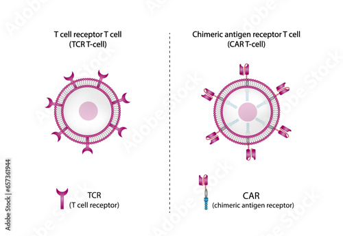 T cell receptor (TCR) or Chimeric antigen receptor (CAR) T-cell therapy. Cancer therapy. T cell receptor proteins that have been engineered to kill cancer cells. vector illustration.