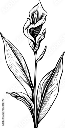canna lily flower cartoon