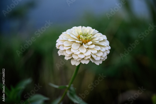 Canvas-taulu White daisy flower close-up at Suncheon Bay National Garden in Jeollanam-do, Sou
