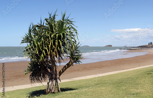 Beach with sand, the ocean and a pandanus tree at Emu Park near Yeppoon in Queensland, Australia photo