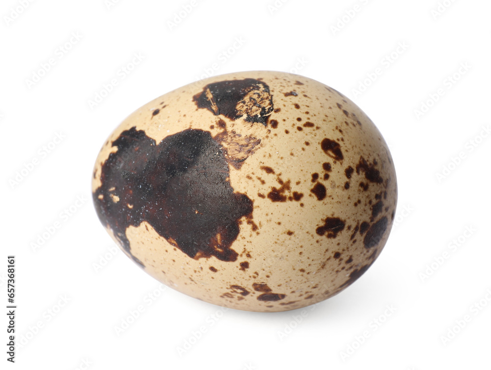 One speckled quail egg isolated on white One speckled quail egg isolated on white