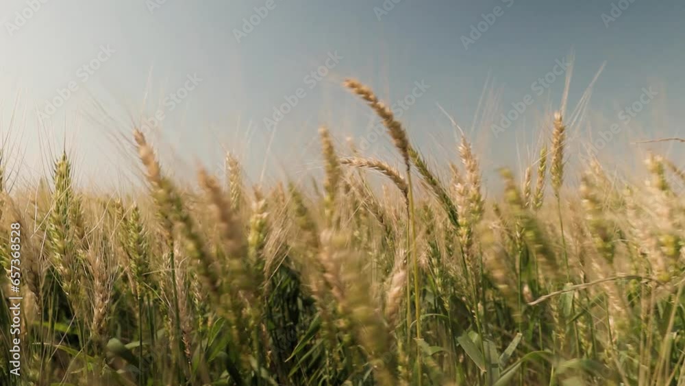 Close-up em campo de trigo em dia ensolarado, pronto para colheira. Campo dourado em um dia ventoso