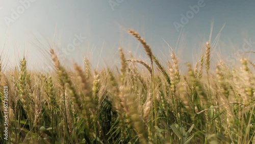 Close-up em campo de trigo em dia ensolarado, pronto para colheira. Campo dourado em um dia ventoso (ID: 657368528)