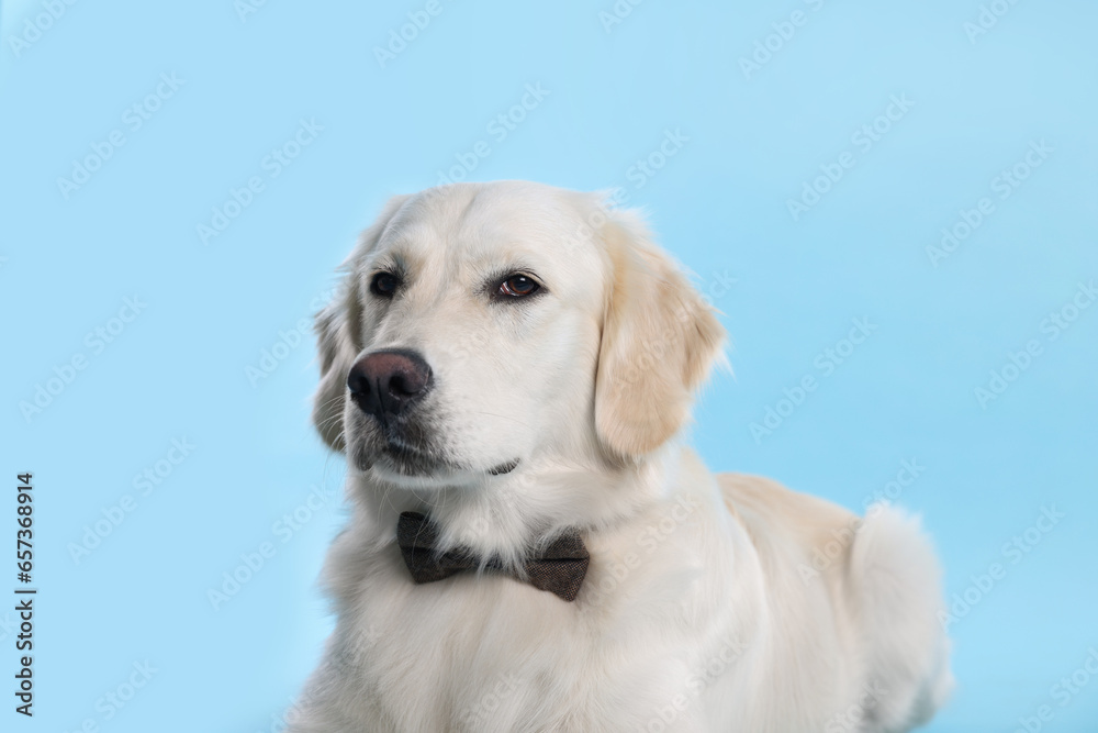 Cute Labrador Retriever with stylish bow tie on light blue background Cute Labrador Retriever with stylish bow tie on light blue background