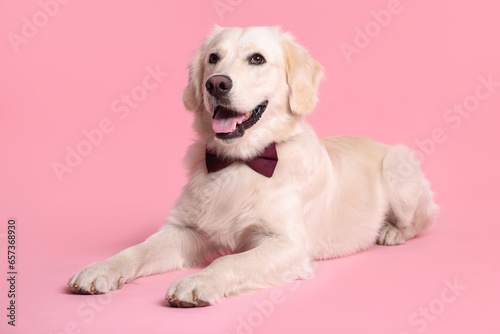 Cute Labrador Retriever with stylish bow tie on pink background