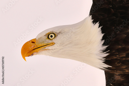 Bald Eagle Face