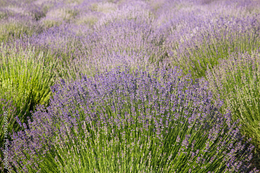 Fototapeta premium Beautiful view of blooming lavender growing in field