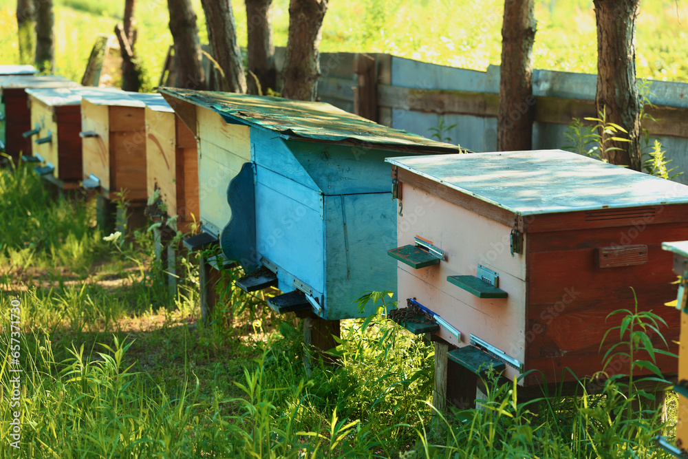 Many beautiful wooden beehives at outdoor apiary Many beautiful wooden beehives at outdoor apiary