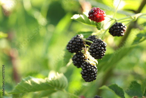 Ripe blackberries growing on bush outdoors, closeup. Space for text