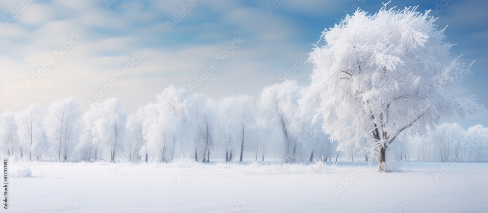 Winters breathtaking scenery of frosted trees