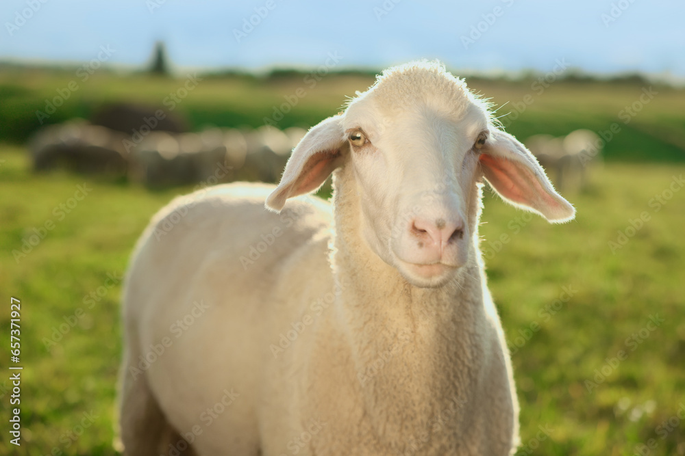 Cute sheep grazing outdoors on sunny day. Farm animal Cute sheep grazing outdoors on sunny day. Farm animal
