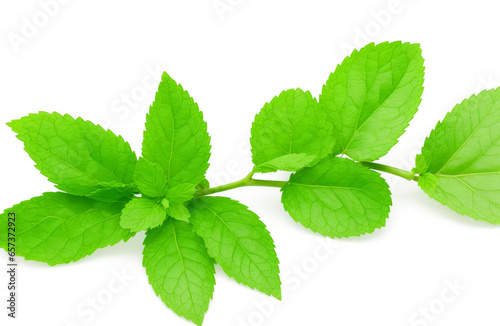 Fresh green mint leaves and twigs isolated over white background