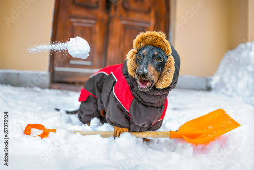 dachshund dog are playing snowball in courtyard of house Pet, dressed in warm clothes, opened mouth in horror, excitement winter leisure in snowdrifts, family fun Snowball flies in face photo