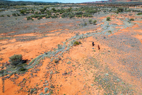 Brumbies in outback central Australia photo