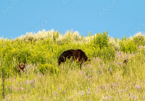 Grizzly Bear Cub Looks Up While Mom and Sibling Continue Grazing