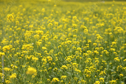 yellow flower field © woidong