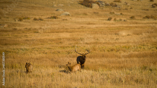 Rocky Mountain elk during the rut