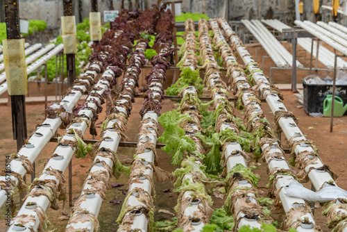 Dying lettuces on hydroponic system