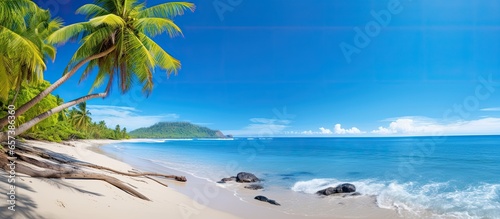 Scenic banner image of serene beach with palm tree