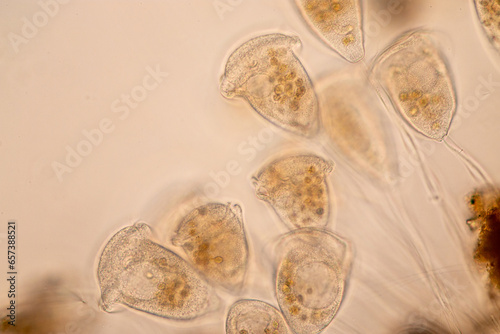 Study of Protozoa and Algae under the microscope for education. photo