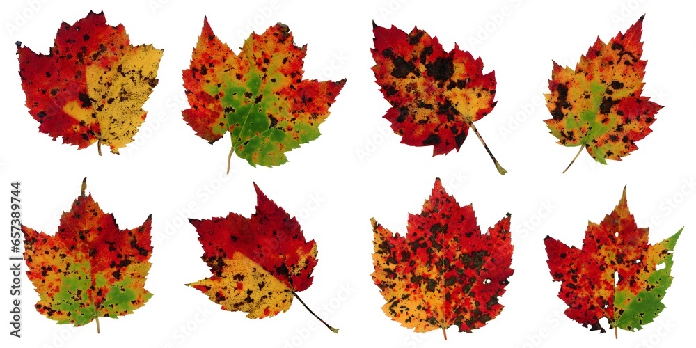 Autumn leaves isolated on white background - Assorted 6 Autumn leaves isolated on white background - Assorted 6