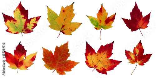 Autumn leaves isolated on white background - Assorted 7