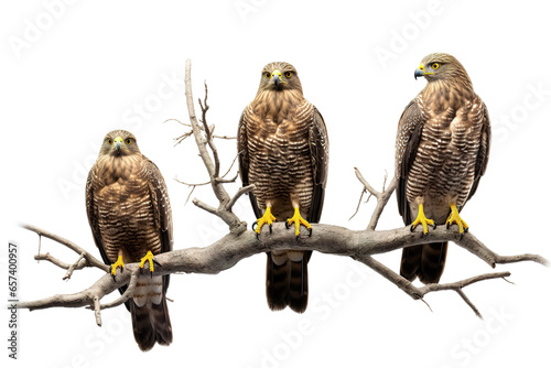 Image of crested serpent eagle on a branch on a white background. Birds. Animals. Illustration, Generative AI.