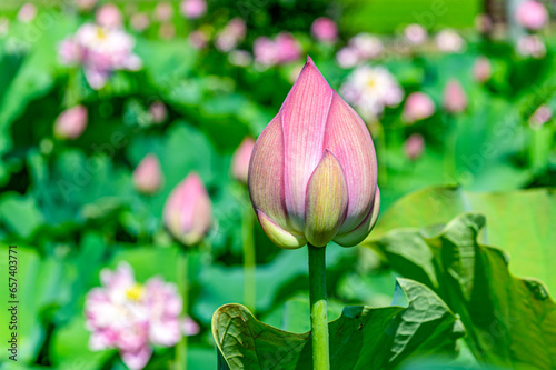 ハスの花