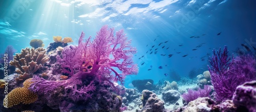 Bonaire Island s purple sea fan rests on a coral reef With copyspace for text © 2rogan