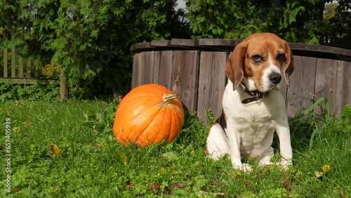 Beagle dog and pumpkin sitting at the water well and waiting for Halloween