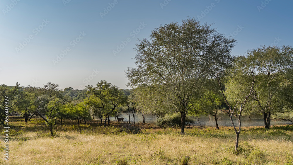 Yellowed grass grows in a forest clearing illuminated by the sun. In the distance, on the shore of the lake, the silhouette of the Indian deer sambar is visible.  Trees against the blue sky. India. 
