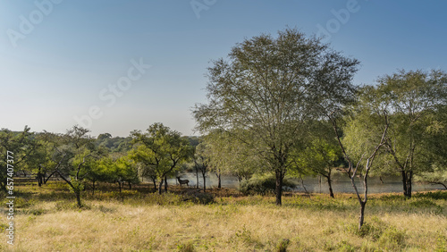 Yellowed grass grows in a forest clearing illuminated by the sun. In the distance  on the shore of the lake  the silhouette of the Indian deer sambar is visible.  Trees against the blue sky. India. 