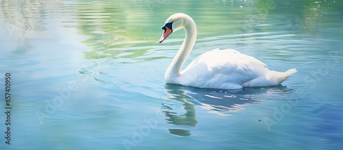 Swan on water isolated pastel background Copy space