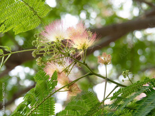 ネムノキの花1