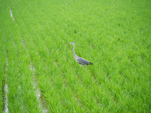田園に青鷺