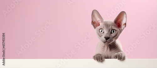 Sphinx breed cat hairless kitten isolated pastel background Copy space wide horizontal design for text