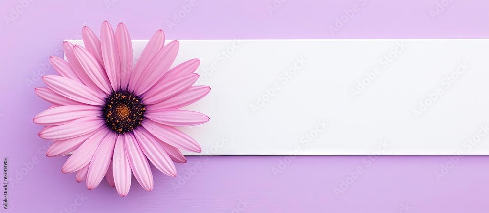 copy space image on isolated background showcases attractive osteospermum or african daisy blossom