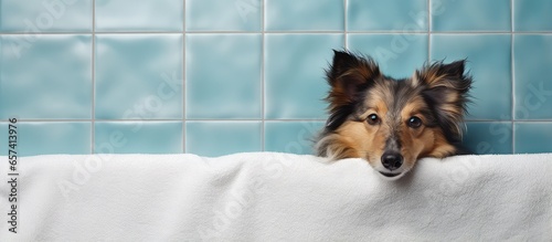 Shetland sheepdog being bandaged by a person in an enclosed space isolated pastel background Copy space photo