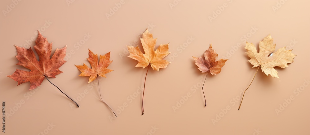 Three dried leaves maple and oak on a isolated pastel background Copy space Three dried leaves maple and oak on a isolated pastel background Copy space