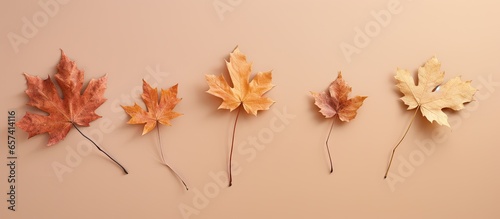 Three dried leaves maple and oak on a isolated pastel background Copy space