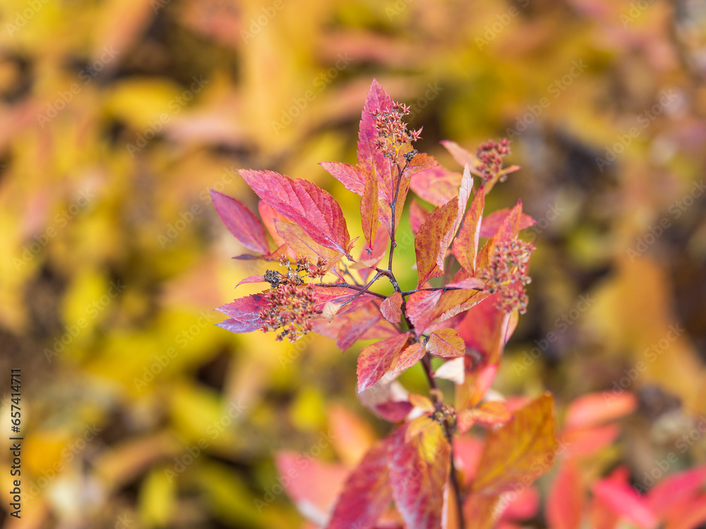 Branches with orange, red and yellow leaves in the autumn park. Branches with orange, red and yellow leaves in the autumn park.